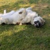 Ozora sucht ein liebevolles Zuhause