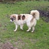 Ozora sucht ein liebevolles Zuhause