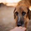 Sanfter ♥ Oscar ♥ wartet schon in 74749 Rosenberg