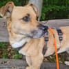 Lisa sucht dringend liebevolles Zuhause