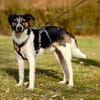 Lio sucht ein geduldiges Zuhause