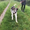 Lio sucht ein geduldiges Zuhause