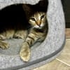Liebevolle Suzi sucht ihr Kuschelkörbchen
