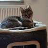 Liebevolle Suzi sucht ihr Kuschelkörbchen