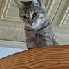 Liebevolle Suzi sucht ihr Kuschelkörbchen