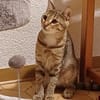 Liebevolle Suzi sucht ihr Kuschelkörbchen