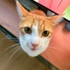 Kater Portis sucht sein Zuhause