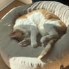 Kater Portis sucht sein Zuhause