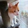 Kater Portis sucht sein Zuhause