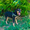 Gino sucht ein Zuhause