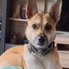 Aluna (jetzt Luna) sucht ein Zuhause