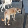Aluna (jetzt Luna) sucht ein Zuhause
