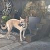 Aluna (jetzt Luna) sucht ein Zuhause