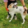Kuschelbär Quinny sucht seine Familie