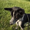 Unser Herzensbube Cookie sucht seine Menschen