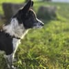 Unser Herzensbube Cookie sucht seine Menschen