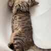Neugieriger Kater Woody
