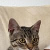Neugieriger Kater Woody