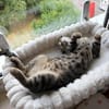 Neugieriger Kater Woody