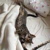 Neugieriger Kater Woody