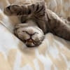 Neugieriger Kater Woody