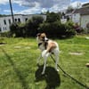 Unsere hübsche Bella sucht ein Zuhause