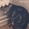 Brenda Infos folgen