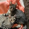 Dina u. Daisy suchen ein liebevolles Zuhause