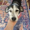 Fröhlicher und menschenbezogener STEVIE sucht!