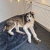 Fröhlicher und menschenbezogener STEVIE sucht!
