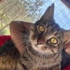 Schmusekater Tiger sucht passende Dosenöffner