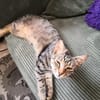 Schmusekater Tiger sucht passende Dosenöffner
