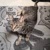 Schmusekater Tiger sucht passende Dosenöffner
