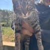 Schmusekater Tiger sucht passende Dosenöffner