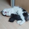 Traumhafte Fraya sucht Traumzuhause