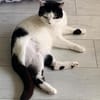 CHER-bezaubernde, hübsche Katzen-Dame