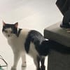 CHER-bezaubernde, hübsche Katzen-Dame