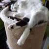 CHER-bezaubernde, hübsche Katzen-Dame