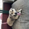 Pamuk sucht ein Zuhause