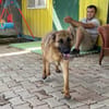 Lucky sucht ein Zuhause