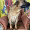 Lucky sucht ein Zuhause