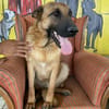 Lucky sucht ein Zuhause