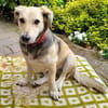 MABLE-hübsche, liebevolle Hündin