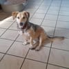 MABLE-hübsche, liebevolle Hündin