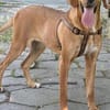 Familien Hund Zara sucht ein Körbchen