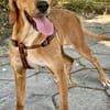 Familien Hund Zara sucht ein Körbchen