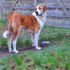 Moisès. Gnadenadoption