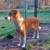 Moisès. Gnadenadoption