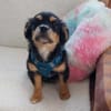 Frodo -vorvermittelt-