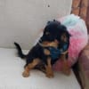 Frodo -vorvermittelt-
